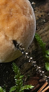 Polsterpilz
