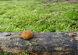Polsterpilz