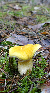 Gelber Hohlfußröhrling