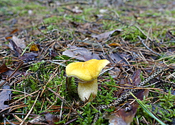 Gelber Hohlfußröhrling