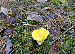Gelber Hohlfußröhrling