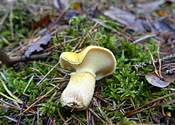 Gelber Hohlfußröhrling