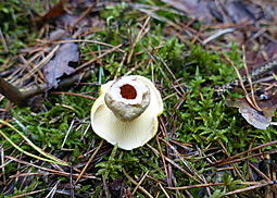 Gelber Hohlfußröhrling