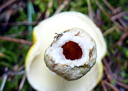 Gelber Hohlfußröhrling