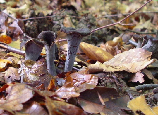 Totentrompete (Craterellus cornucopioides) | Pilzfinder.de