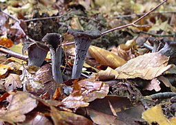 Totentrompete