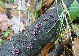 Gallertbecher