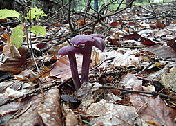 Violetter Lacktrichterling
