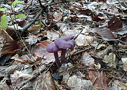 Violetter Lacktrichterling