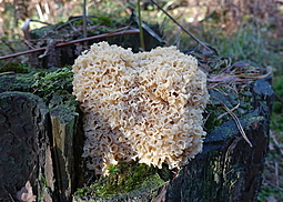 Krause Glucke