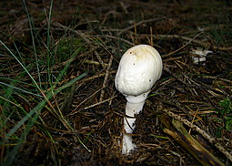 Kegelhütiger Knollenblätterpilz