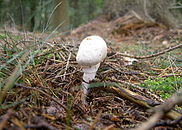 Kegelhütiger Knollenblätterpilz