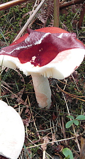 Kirschroter Speitäubling