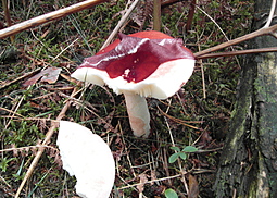 Kirschroter Speitäubling
