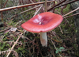 Kirschroter Speitäubling