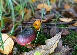 Purpurschwarzer Täubling