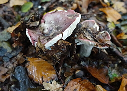 Purpurschwarzer Täubling