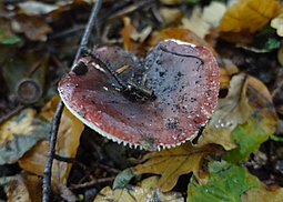 Purpurschwarzer Täubling