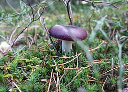 Purpurschwarzer Täubling