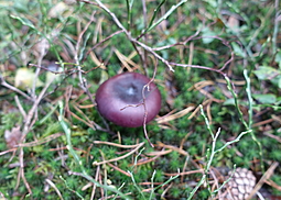 Buckeltäubling