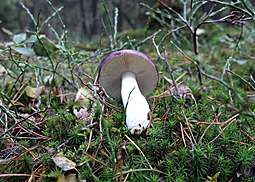 Buckeltäubling
