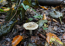 Grüngefelderter Täubling