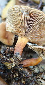 Süßlicher Buchenmilchling