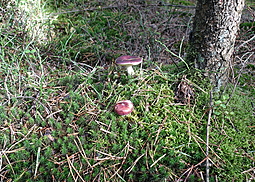 Buckeltäubling