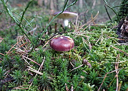 Buckeltäubling