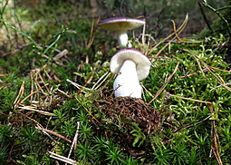 Buckeltäubling