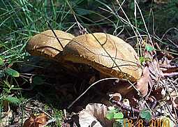 Brauner Filzröhrling