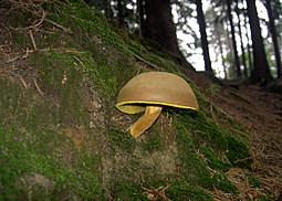 Brauner Filzröhrling