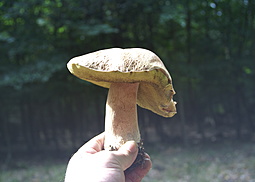 Brauner Filzröhrling