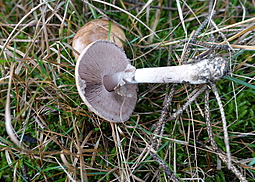 Kleiner Wald-Champignon