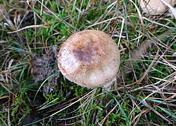 Kleiner Wald-Champignon