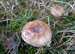 Kleiner Wald-Champignon