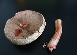 Kleiner Wald-Champignon