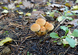Grünblättriger Schwefelkopf