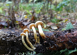 Grünblättriger Schwefelkopf