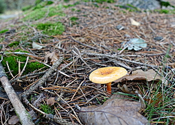Falscher Pfifferling