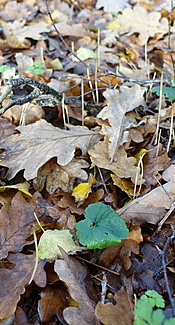 Binsenkeule