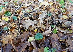 Binsenkeule