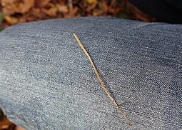 Binsenkeule