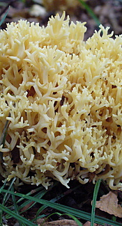 Gelbe Koralle