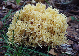 Gelbe Koralle