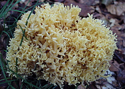Gelbe Koralle