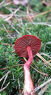 Blutroter Hautkopf