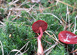 Blutroter Hautkopf