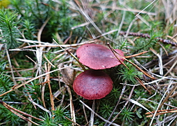 Blutroter Hautkopf