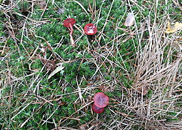 Blutroter Hautkopf